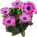 Bild von Osteospermum  P12 Mila